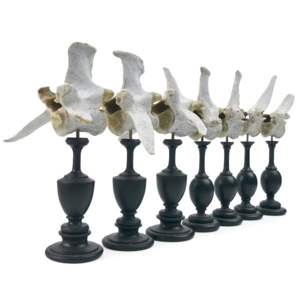 Ensemble de 7 vertèbres de mouton anciennes sur pieds en bois tourné noir (3/4)