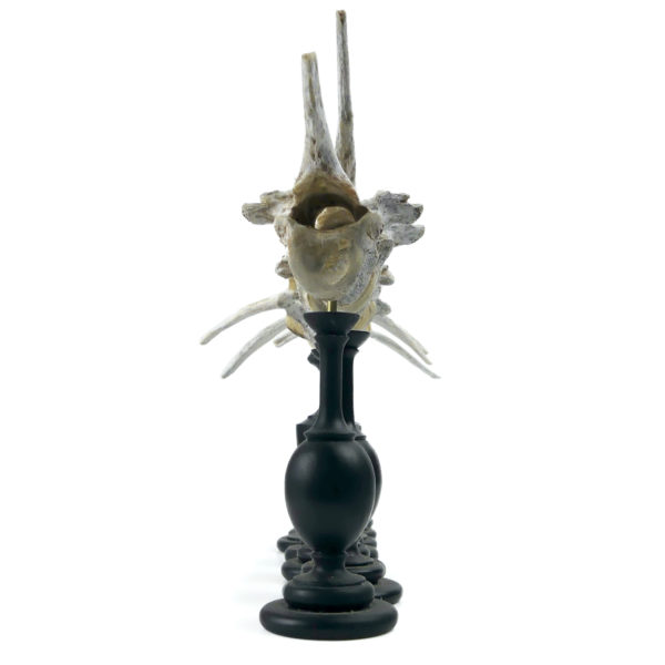 Ensemble de 7 vertèbres de mouton anciennes sur pieds en bois tourné noir (profil)