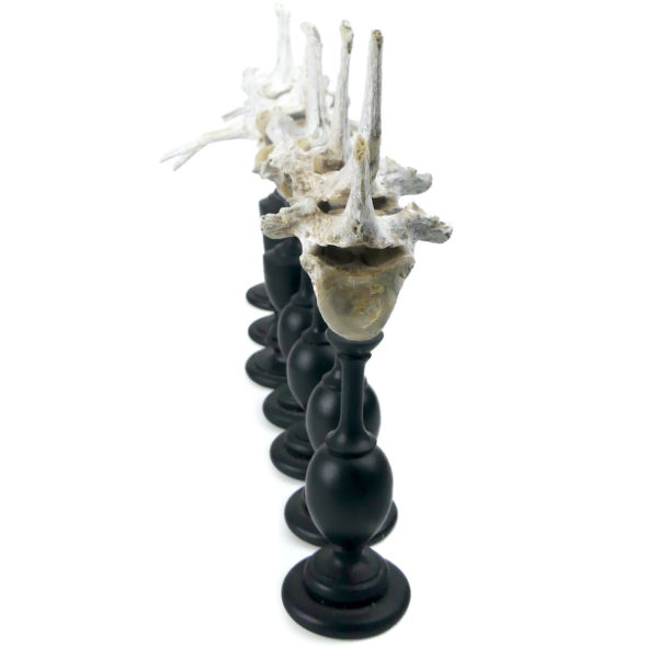 Ensemble de 7 vertèbres de mouton anciennes sur pieds en bois tourné noir (profil)