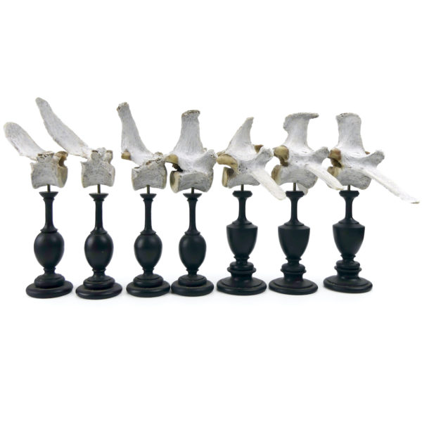 Ensemble de 7 vertèbres de mouton anciennes sur pieds en bois tourné noir (face)