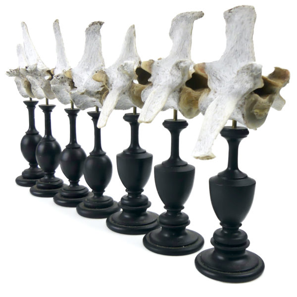 Ensemble de 7 vertèbres de mouton anciennes sur pieds en bois tourné noir (3/4)