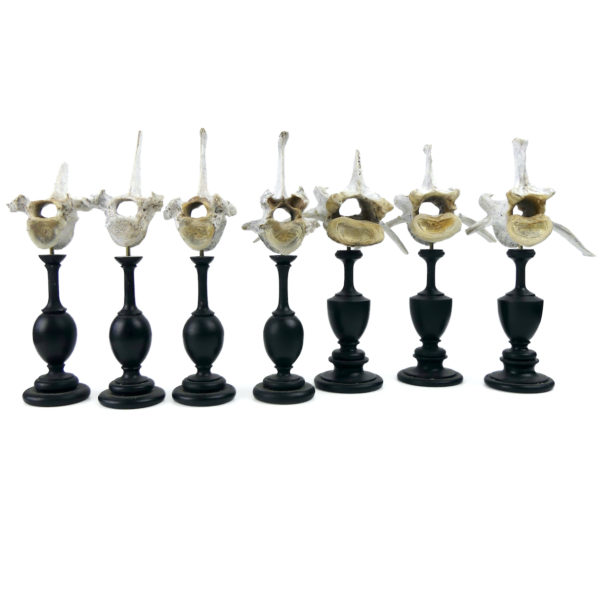 Ensemble de 7 vertèbres de mouton anciennes sur pieds en bois tourné noir (face)