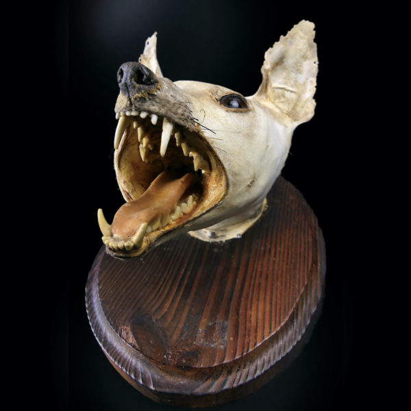 Taxidermie ancienne tête de renard naturalisée sur socle ovale en bois épais (dessous 3/4)