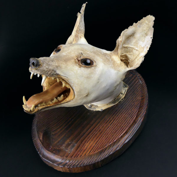 Taxidermie ancienne tête de renard naturalisée sur socle ovale en bois épais (3/4)