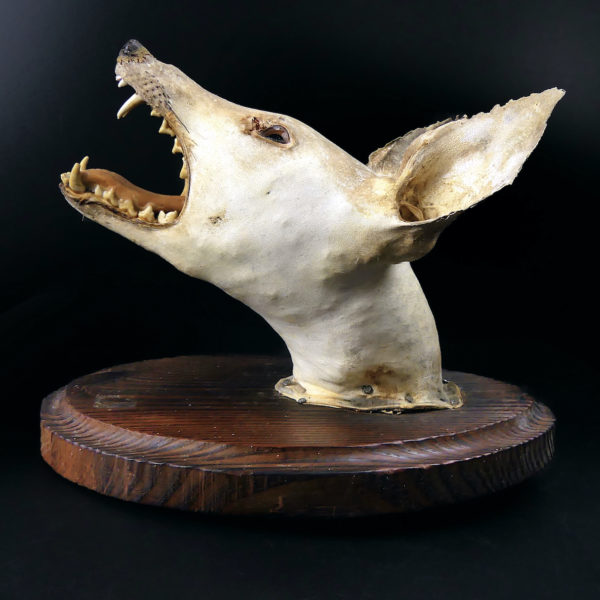 Taxidermie ancienne tête de renard naturalisée sur socle ovale en bois épais (profil)