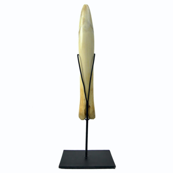 Godemichet ancien en os sur socle noir Consolateur Curiosia Erotica (dos)