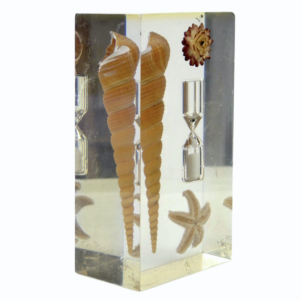 Inclusion Bord de mer sablier coquillage étoile de mer petite fleur séchée années 60 (3/4)