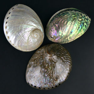3 coquilles d’ormeau polies irisées Haliotis Oreilles de mer