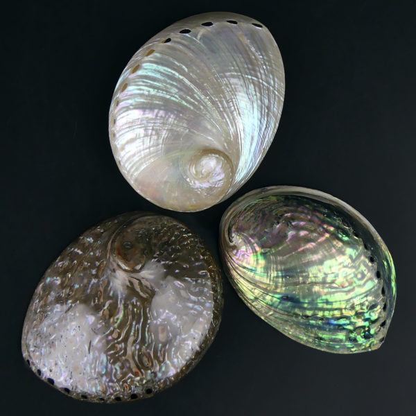 3 coquilles d’ormeau polies irisées Haliotis Oreilles de mer