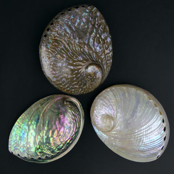 3 coquilles d’ormeau polies irisées Haliotis Oreilles de mer