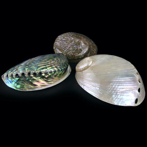 3 coquilles d’ormeau polies irisées Haliotis Oreilles de mer (3/4)