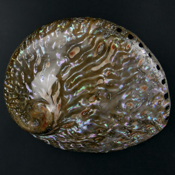 3 coquilles d’ormeau polies irisées Haliotis Oreilles de mer (brune dessus)