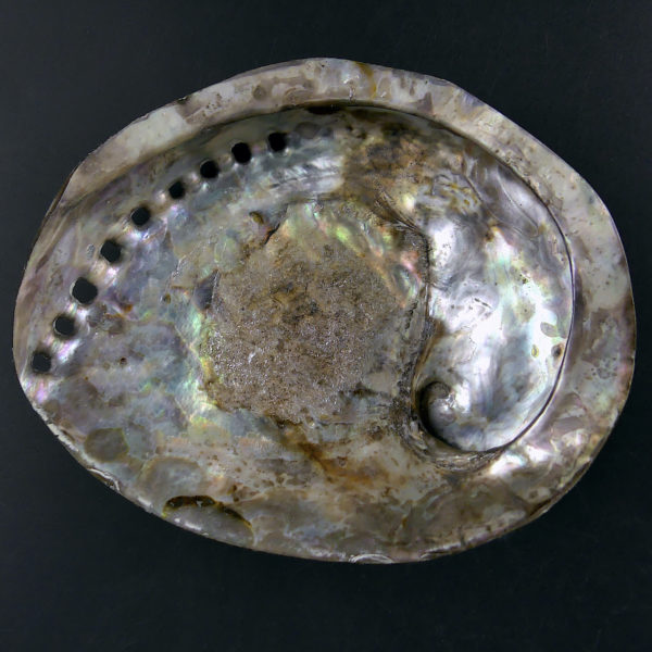 3 coquilles d’ormeau polies irisées Haliotis Oreilles de mer (brune dessous)