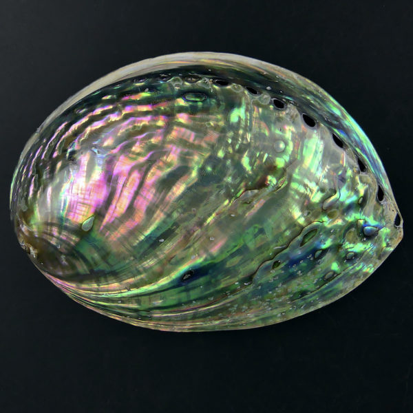 3 coquilles d’ormeau polies irisées Haliotis Oreilles de mer (verte dessus)