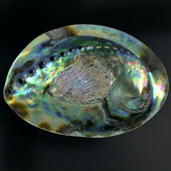 3 coquilles d’ormeau polies irisées Haliotis Oreilles de mer (verte dessous)