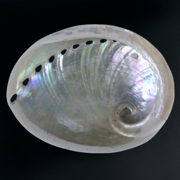 3 coquilles d’ormeau polies irisées Haliotis Oreilles de mer (blanche dessous)
