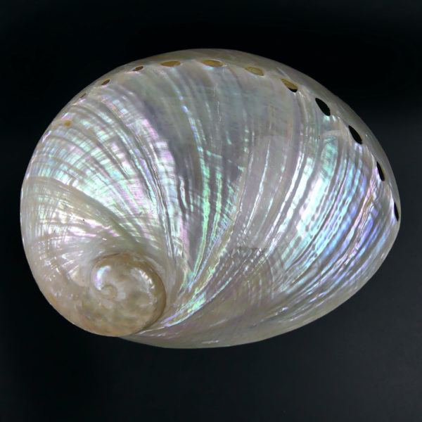 3 coquilles d’ormeau polies irisées Haliotis Oreilles de mer (blanche dessus)