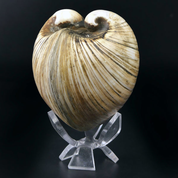 Isocarde Cœur de boeuf Isocadia cor Glossus humanus Coquillage de collection (3/4)