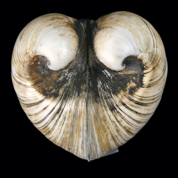 Isocarde Cœur de boeuf Isocadia cor Glossus humanus Coquillage de collection (dessus 3/4)