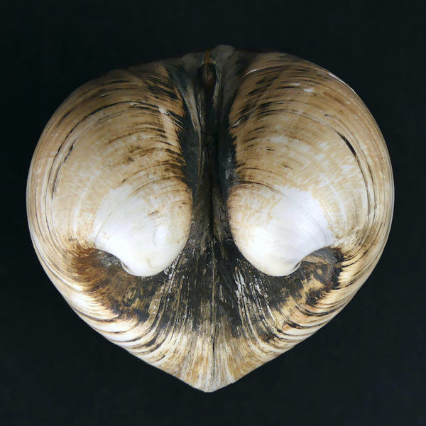 Isocarde Cœur de boeuf Isocadia cor Glossus humanus Coquillage de collection (dessus)