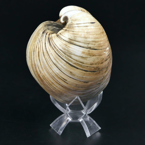 Isocarde Cœur de boeuf Isocadia cor Glossus humanus Coquillage de collection (3/4)