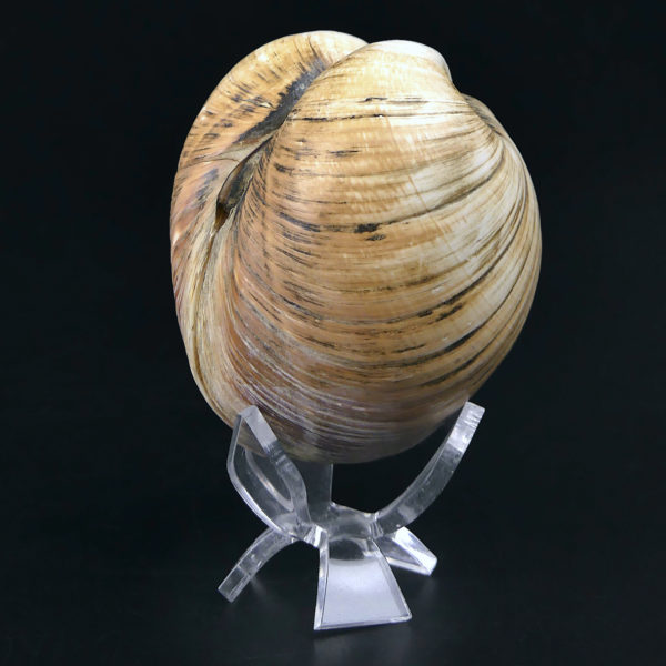 Isocarde Cœur de boeuf Isocadia cor Glossus humanus Coquillage de collection (3/4)