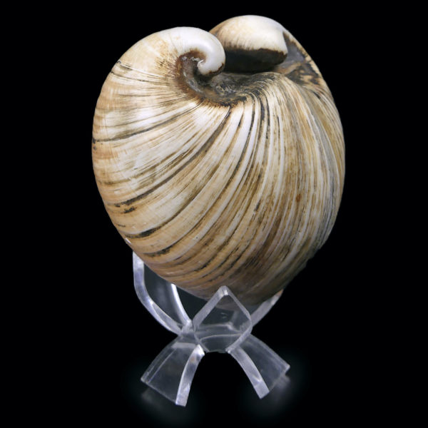 Isocarde Cœur de boeuf Isocadia cor Glossus humanus Coquillage de collection (3/4)