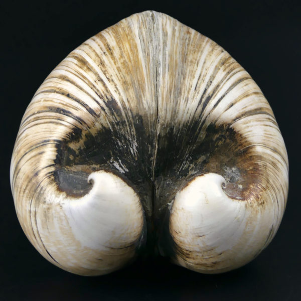 Isocarde Cœur de boeuf Isocadia cor Glossus humanus Coquillage de collection (face)