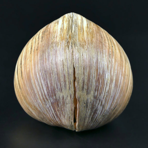 Isocarde Cœur de boeuf Isocadia cor Glossus humanus Coquillage de collection (profil)