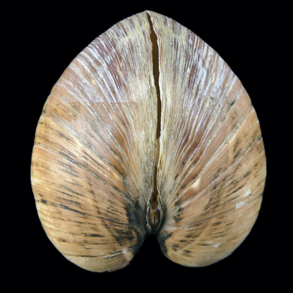 Isocarde Cœur de boeuf Isocadia cor Glossus humanus Coquillage de collection (profil)