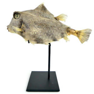 Coffre bossu Tetrosomus gibbosus naturalisé sur socle métallique noir (profil)