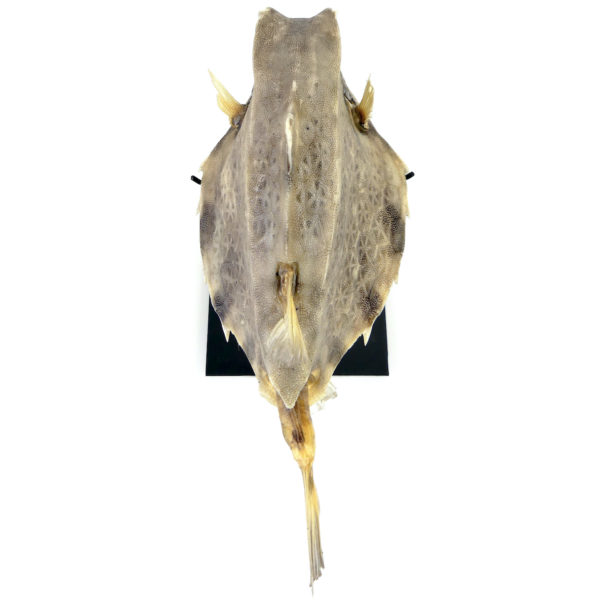 Coffre bossu Tetrosomus gibbosus naturalisé sur socle métallique noir (dessus)