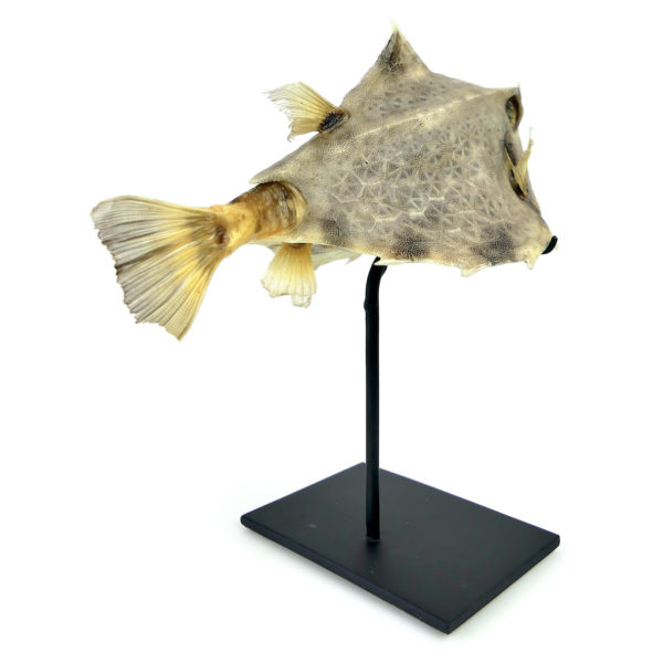 Coffre bossu Tetrosomus gibbosus naturalisé sur socle métallique noir (3/4 dos)