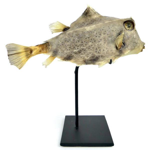 Coffre bossu Tetrosomus gibbosus naturalisé sur socle métallique noir (profil)