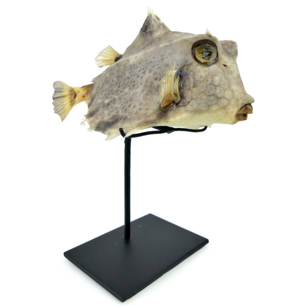 Coffre bossu Tetrosomus gibbosus naturalisé sur socle métallique noir (3/4)