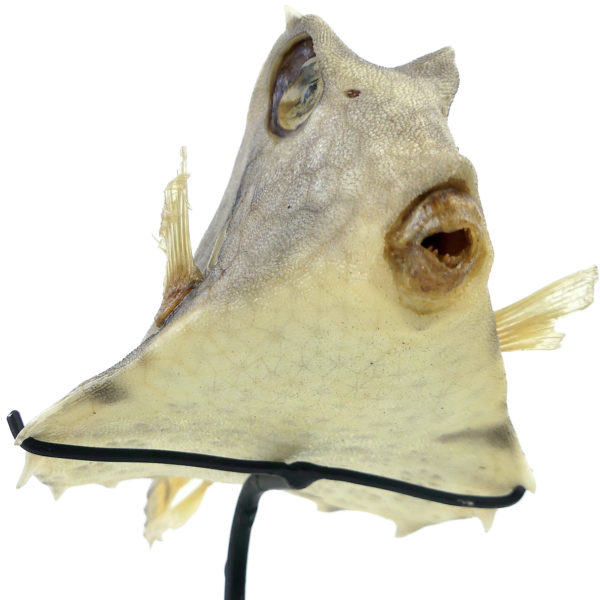 Coffre bossu Tetrosomus gibbosus naturalisé sur socle métallique noir (dessous 3/4)