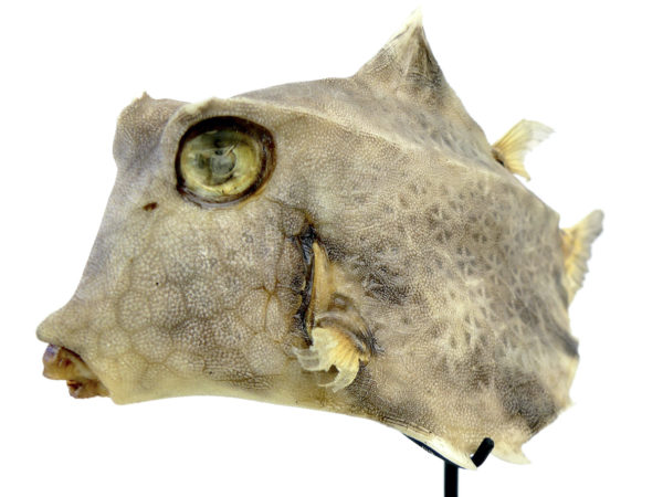 Coffre bossu Tetrosomus gibbosus naturalisé sur socle métallique noir (3/4)