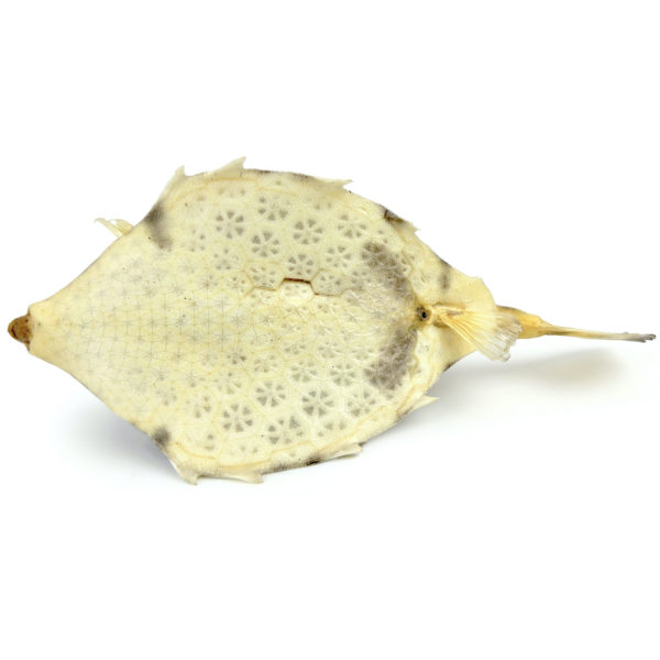 Coffre bossu Tetrosomus gibbosus naturalisé sur socle métallique noir (dessous)