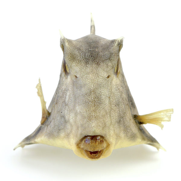 Coffre bossu Tetrosomus gibbosus naturalisé sur socle métallique noir (face)