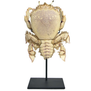 Crabe Ranina ranina naturalisé présenté sur socle métallique noir (dessus)