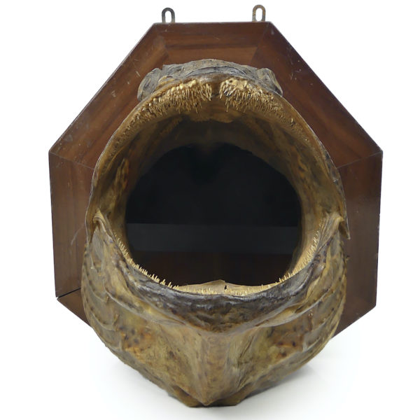 Grande tête de mérou naturalisé sur socle Trophée de pêche vintage (face)