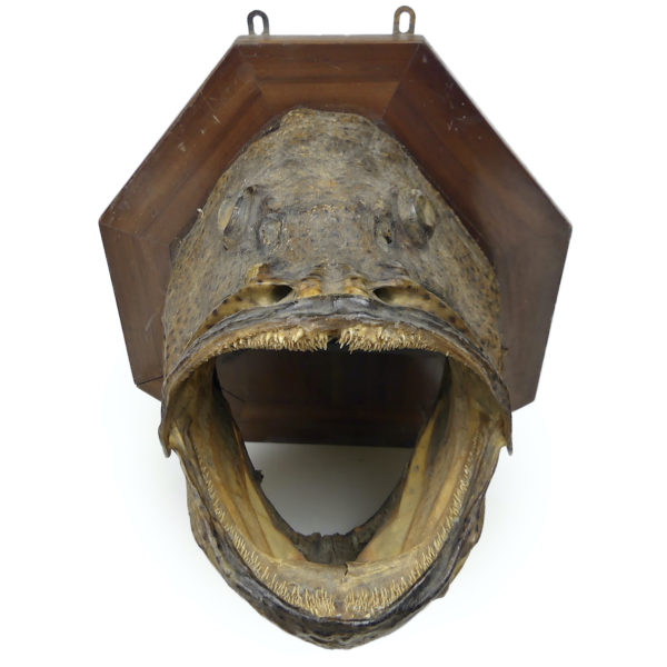 Grande tête de mérou naturalisé sur socle Trophée de pêche vintage (face)