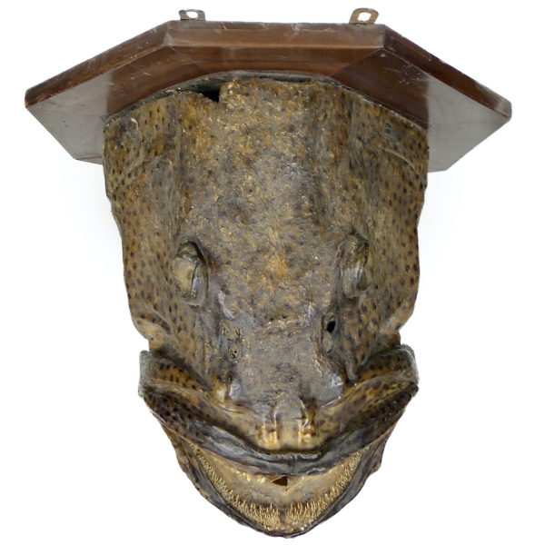 Grande tête de mérou naturalisé sur socle Trophée de pêche vintage (dessus)