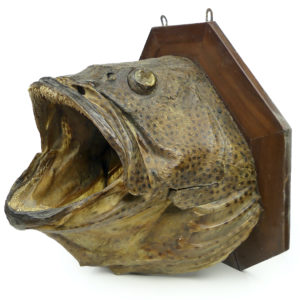 Grande tête de mérou naturalisé sur socle Trophée de pêche vintage (3/4)