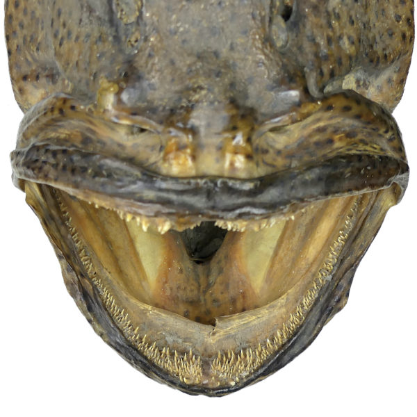 Grande tête de mérou naturalisé sur socle Trophée de pêche vintage (détail)