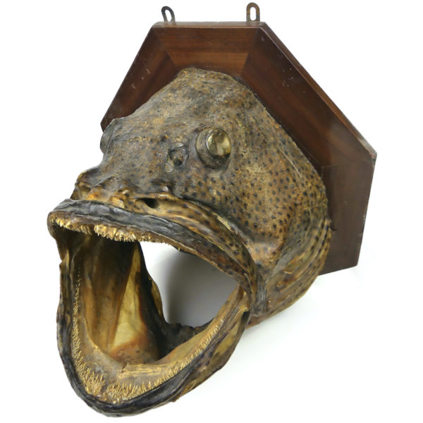 Grande tête de mérou naturalisé sur socle Trophée de pêche vintage (3/4)