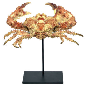 Crabe Daldorfia Horrida naturalisé présenté sur socle métallique noir (face)