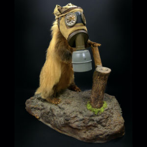 Blaireau naturalisé Meles meles au masque à gaz WW2 Taxidermie (3/4)
