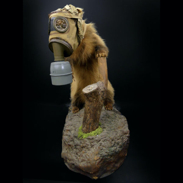 Blaireau naturalisé Meles meles au masque à gaz WW2 Taxidermie (3/4)
