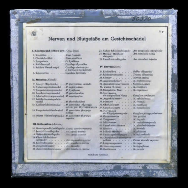 Ecorché en cire SOMSO rare demi-tête humaine dans sa vitrine de verre Allemagne (dos)